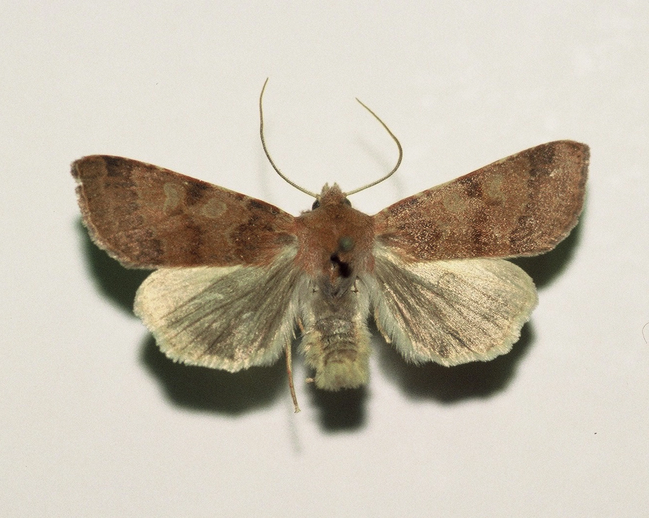 roodachtige herfstuil Agrochola helvola, Han KS, coll. Naturalis, Leiden, F1000031.JPG